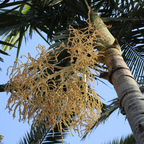 Queen  Palm