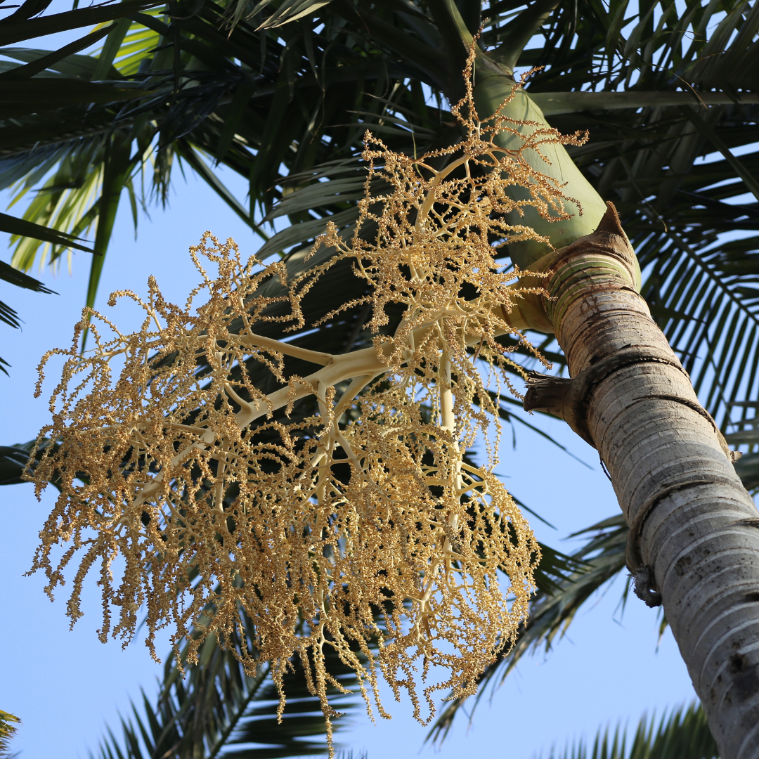 Queen  Palm