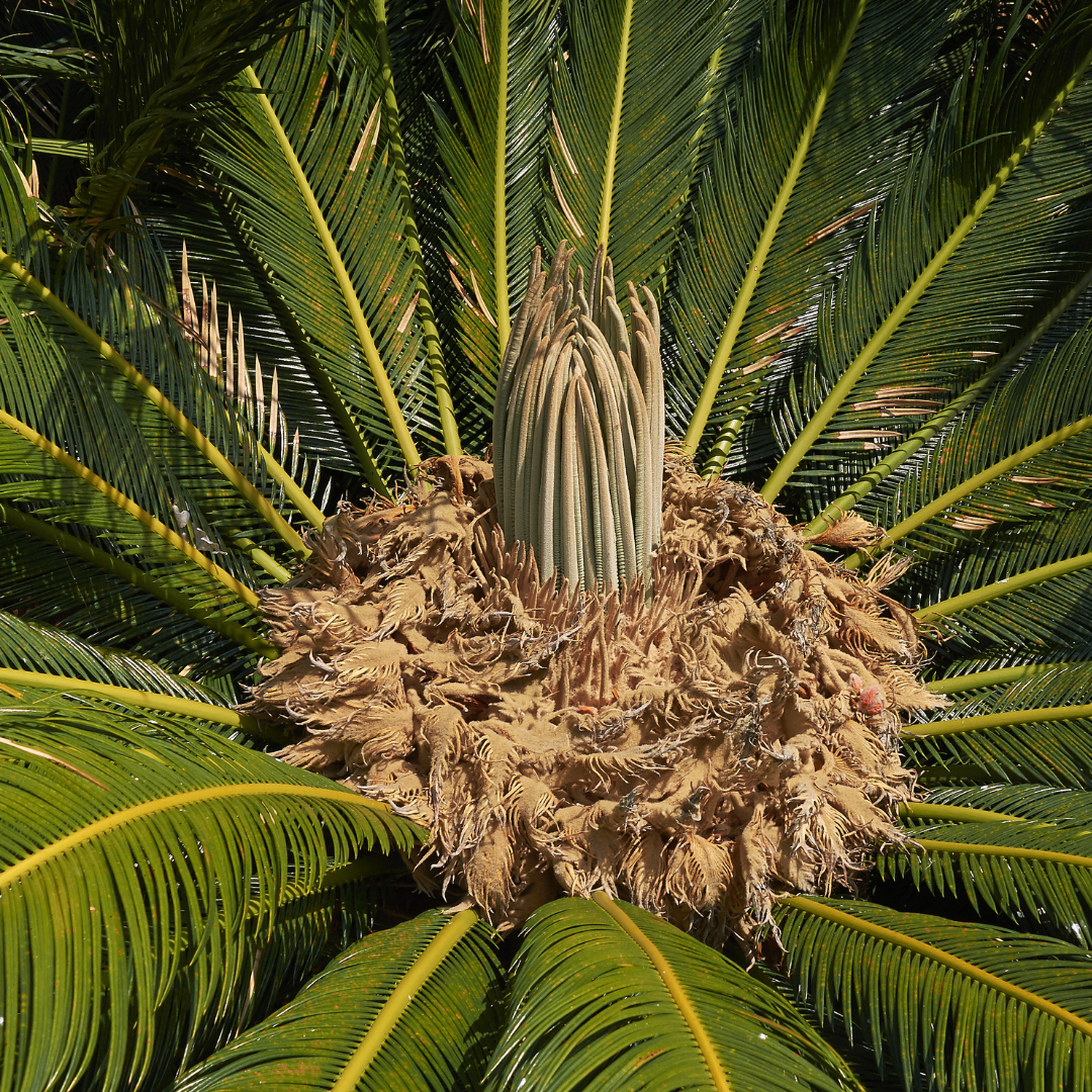 Cycad - Cycas