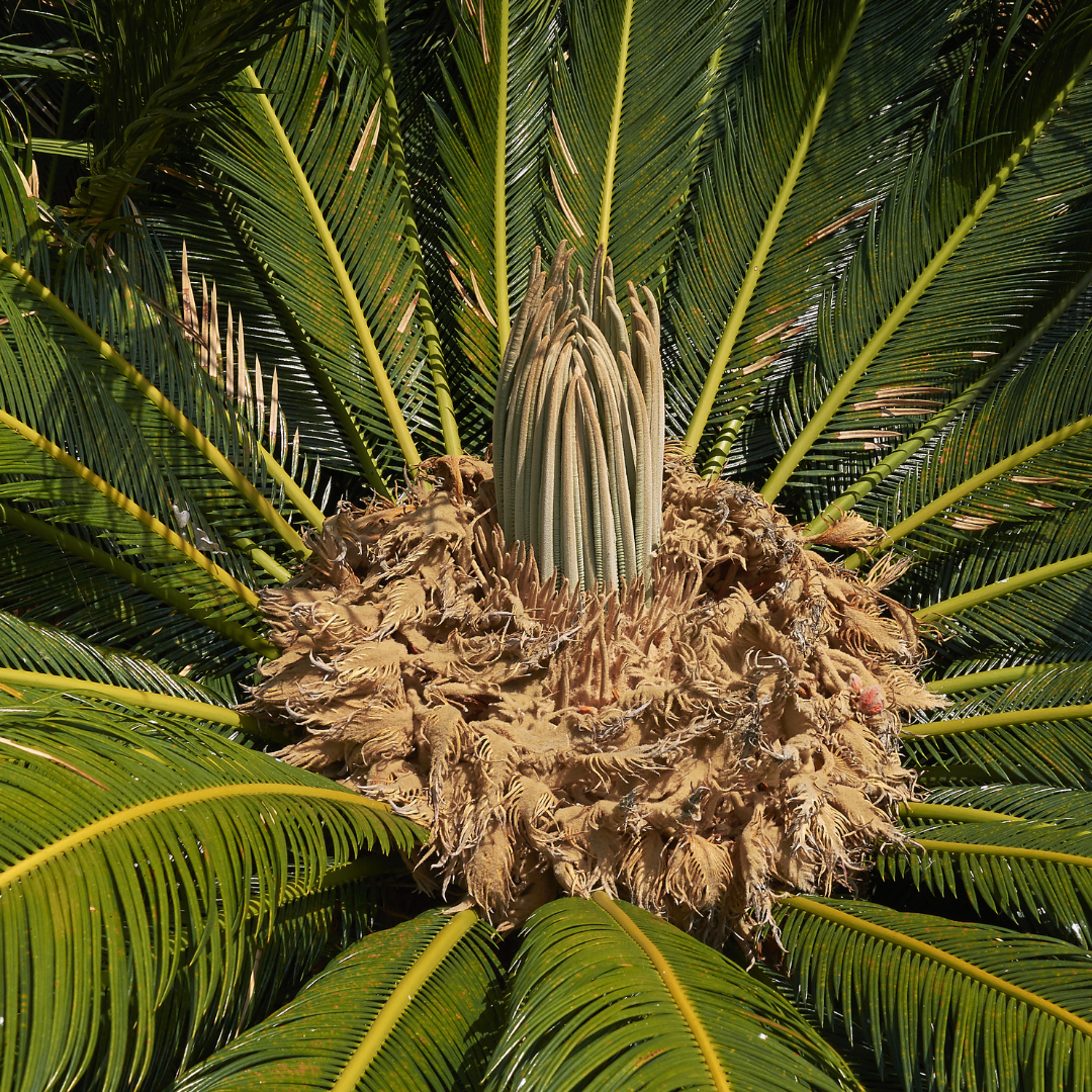 Sago Palm