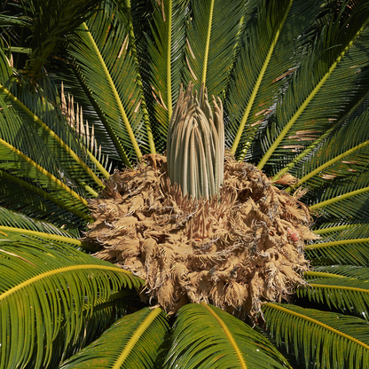 Cycad - Cycas