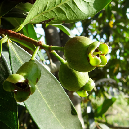 Syzygium saplings