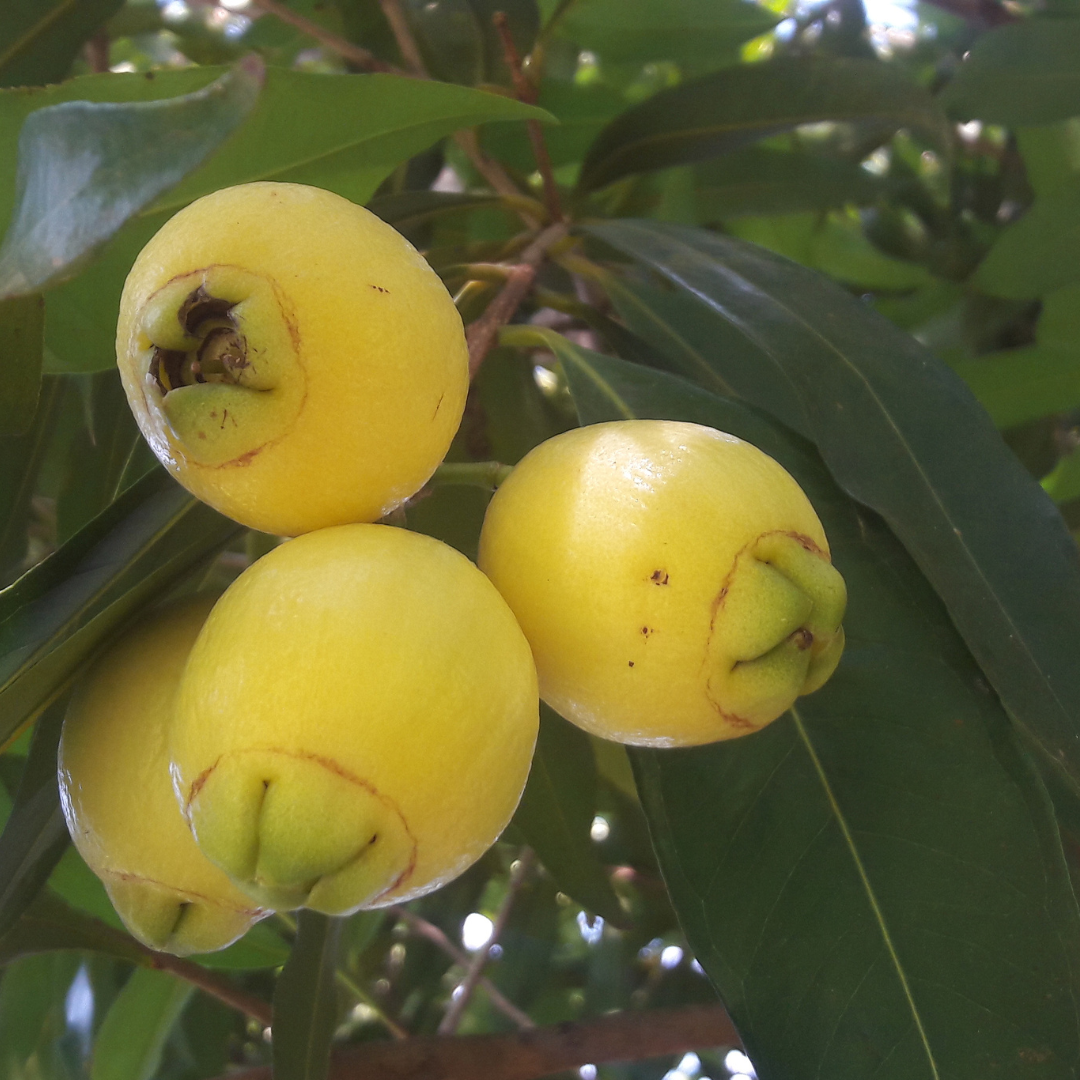 Syzygium saplings