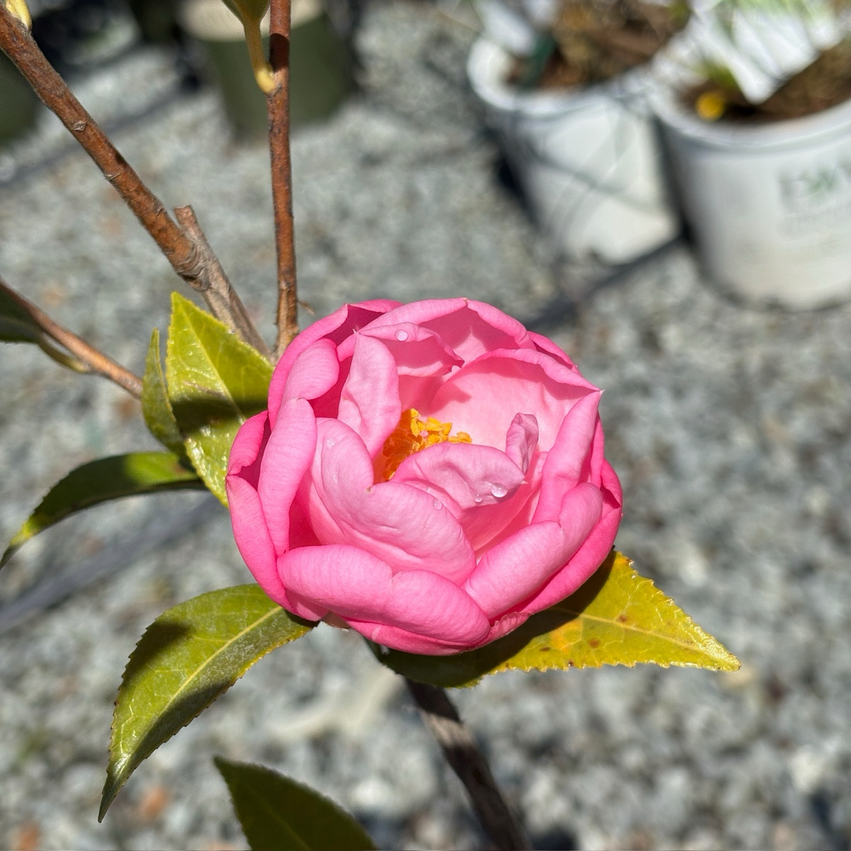 完美的泰勒 Taylor's Perfection Camellia