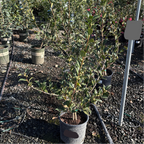 完美的泰勒 Taylor's Perfection Camellia