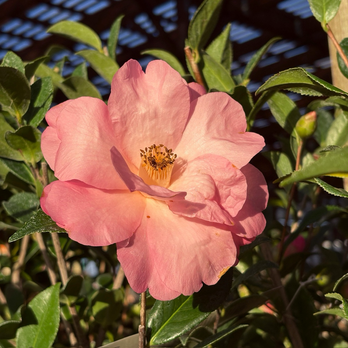 完美的泰勒 Taylor's Perfection Camellia