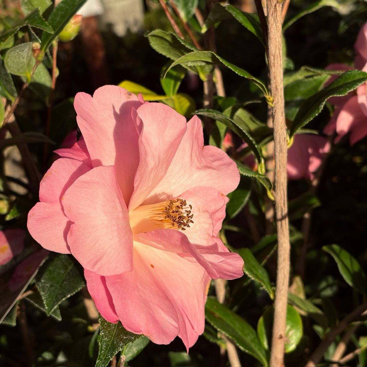 完美的泰勒 Taylor's Perfection Camellia