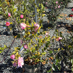 完美的泰勒 Taylor's Perfection Camellia