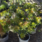 马醉木-寺钟 Temple Bells Japanese Andromeda