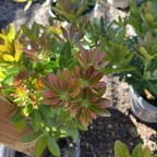 马醉木-寺钟 Temple Bells Japanese Andromeda