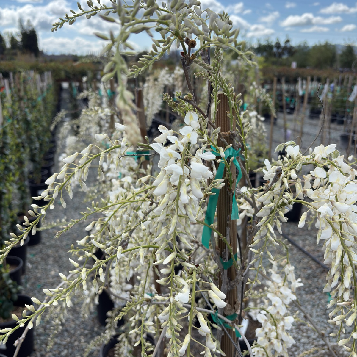 白花中国紫藤 Texas White Wisteria