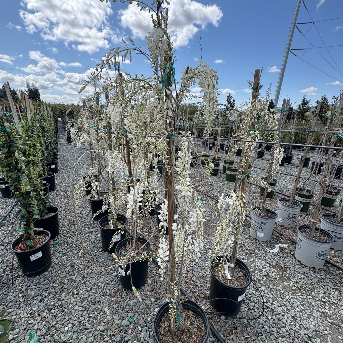 白花中国紫藤 Texas White Wisteria