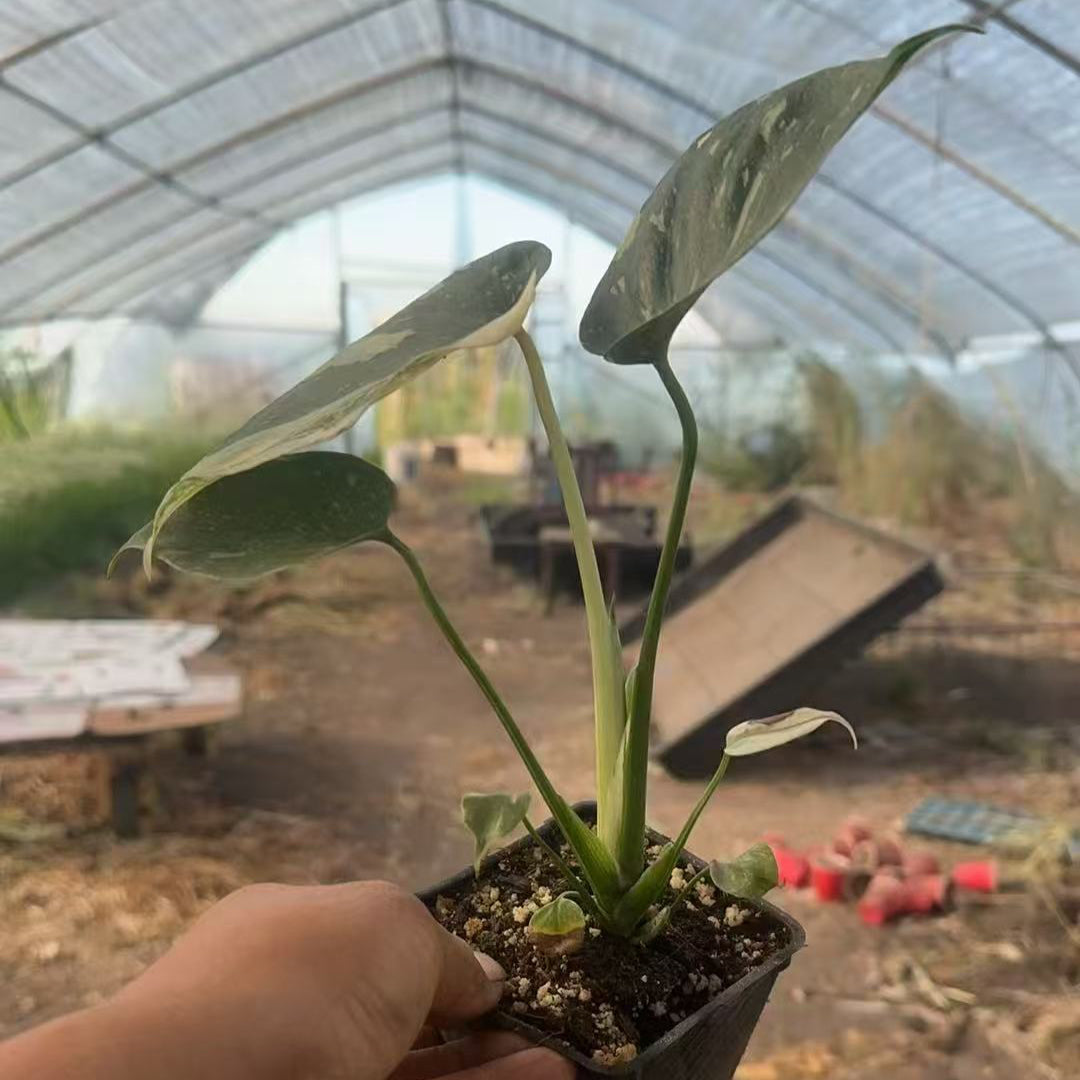 龟背竹 Thai Constellation Monstera
