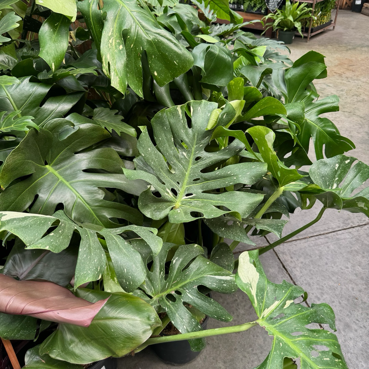 龟背竹 Thai Constellation Monstera