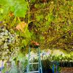 葡萄树-无籽绿葡萄 Thompson Seedless Grape