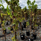 葡萄树-无籽绿葡萄 Thompson Seedless Grape