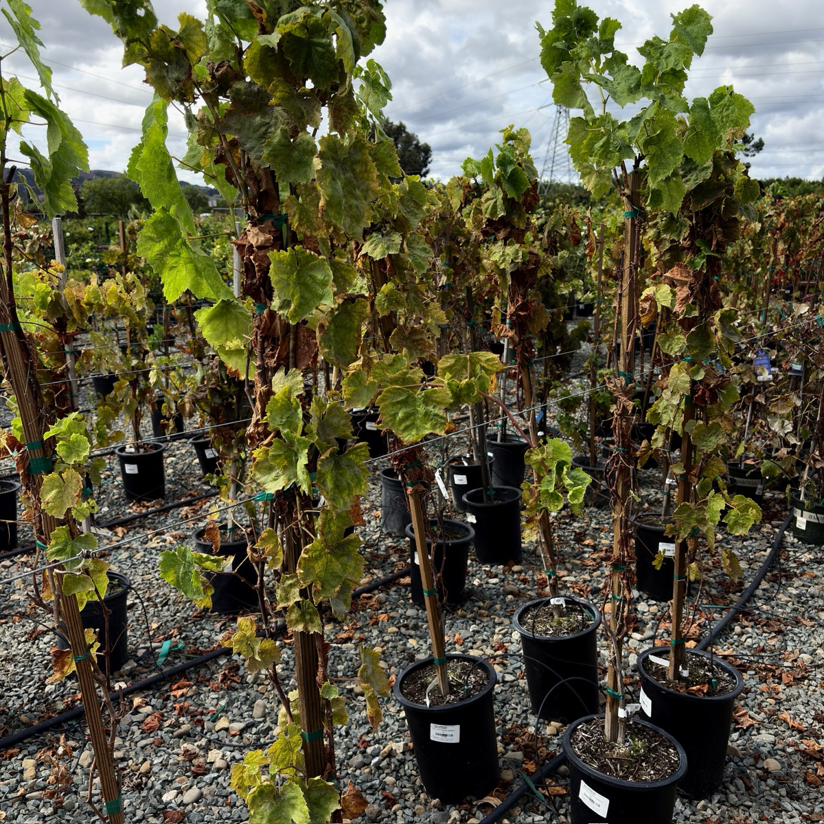 葡萄树-无籽绿葡萄 Thompson Seedless Grape