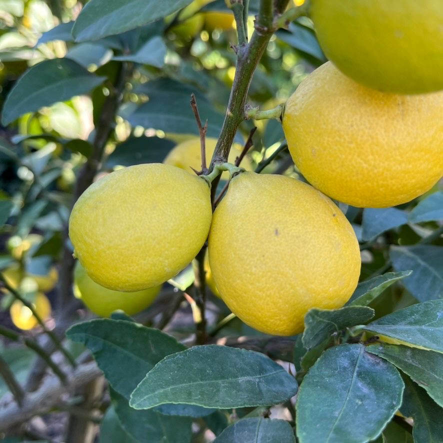 墨西哥无刺柠檬 Thornless Key Lime