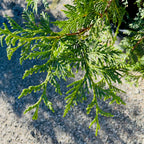 乔柏 Thuja Green Giant