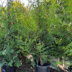 乔柏 Thuja Green Giant