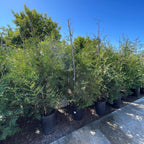 乔柏 Thuja Green Giant