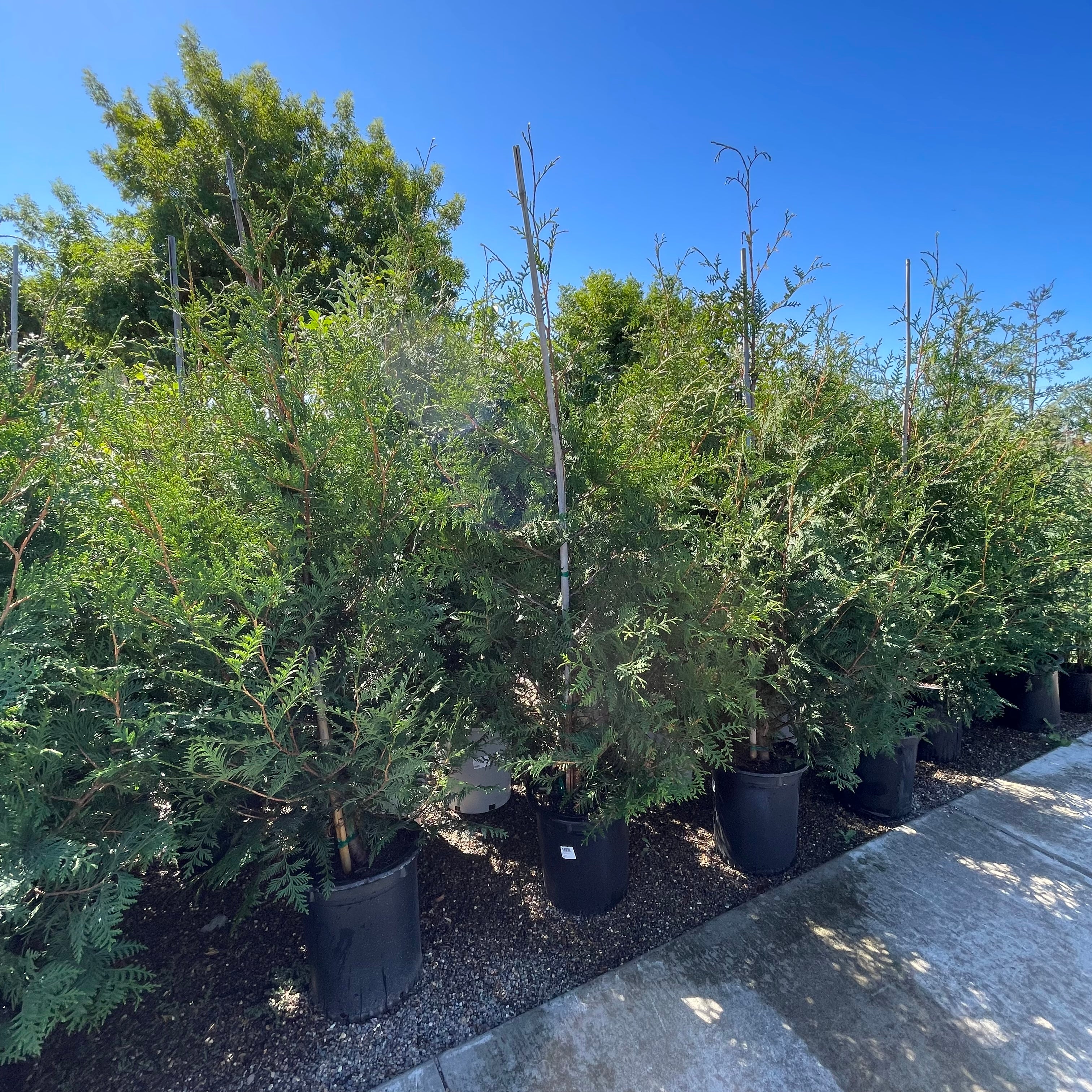 乔柏 Thuja Green Giant