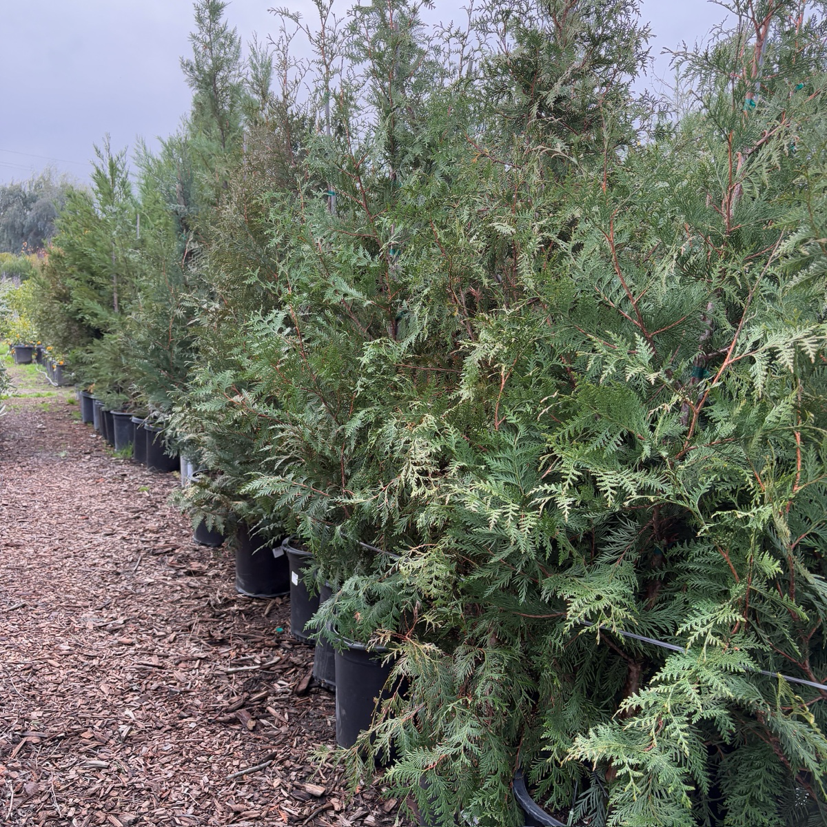 乔柏 Thuja Green Giant