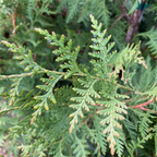 乔柏 Thuja Green Giant