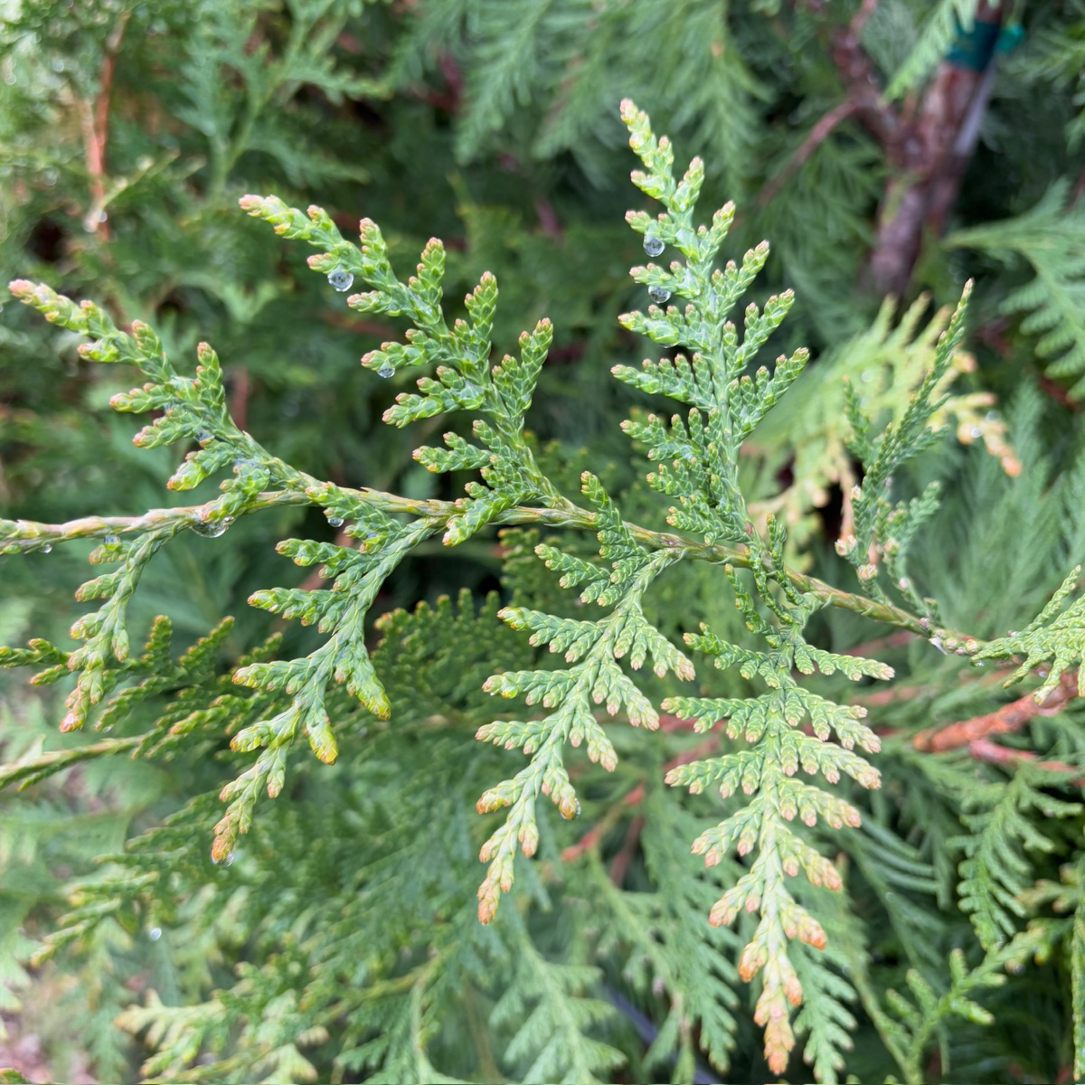 乔柏 Thuja Green Giant