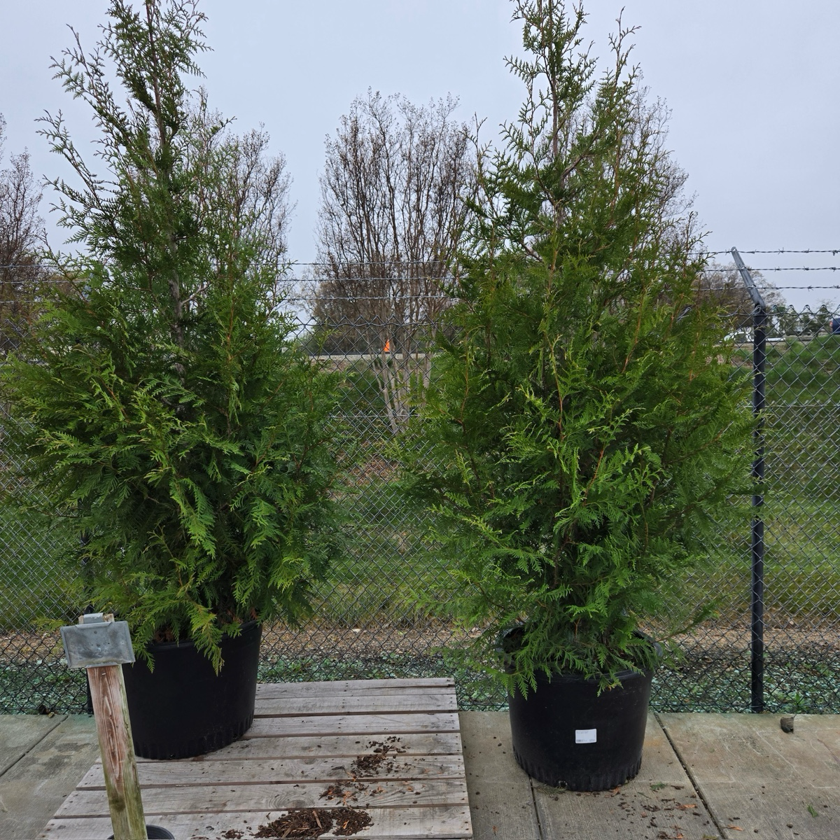 乔柏 Thuja Green Giant