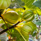 金镶玉无花果 Tiger Panache Fig