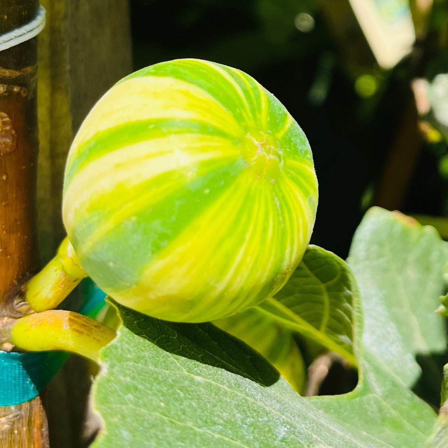 金镶玉无花果 Tiger Panache Fig