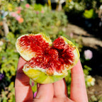 金镶玉无花果 Tiger Panache Fig