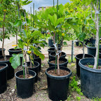 金镶玉无花果 Tiger Panache Fig