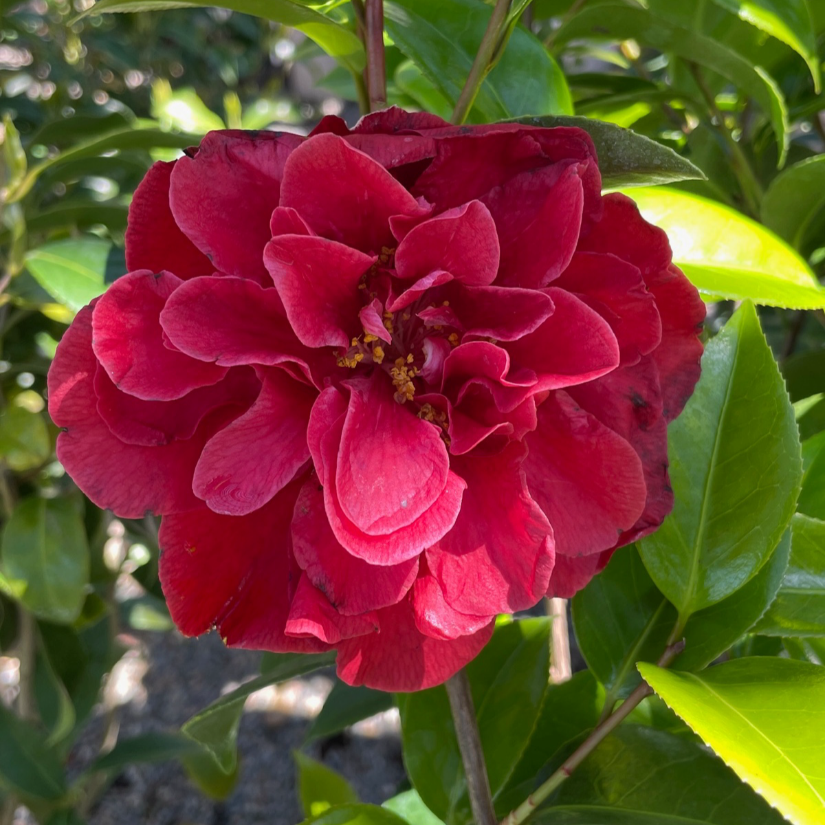 汤姆努森山茶花 Tom Knudsen Camellia