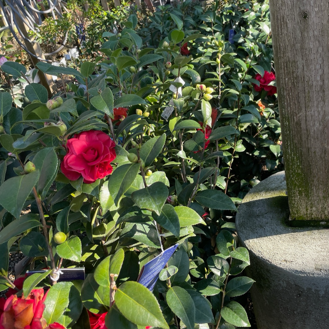 汤姆努森山茶花 Tom Knudsen Camellia