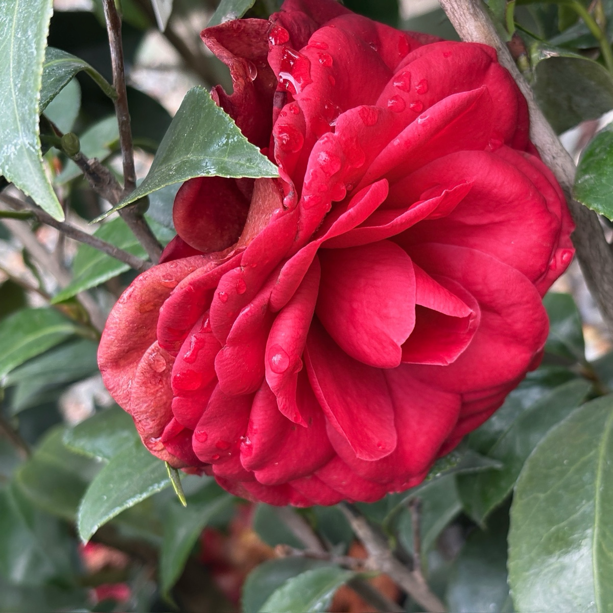 汤姆努森山茶花 Tom Knudsen Camellia