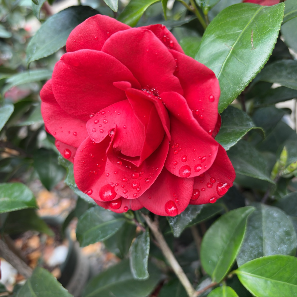 汤姆努森山茶花 Tom Knudsen Camellia