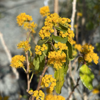 齿叶阿扎拉 Toothed Azara