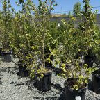 齿叶阿扎拉 Toothed Azara