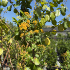 齿叶阿扎拉 Toothed Azara