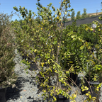 齿叶阿扎拉 Toothed Azara