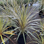 朱蕉 Torbay Dazzler Grass Palm