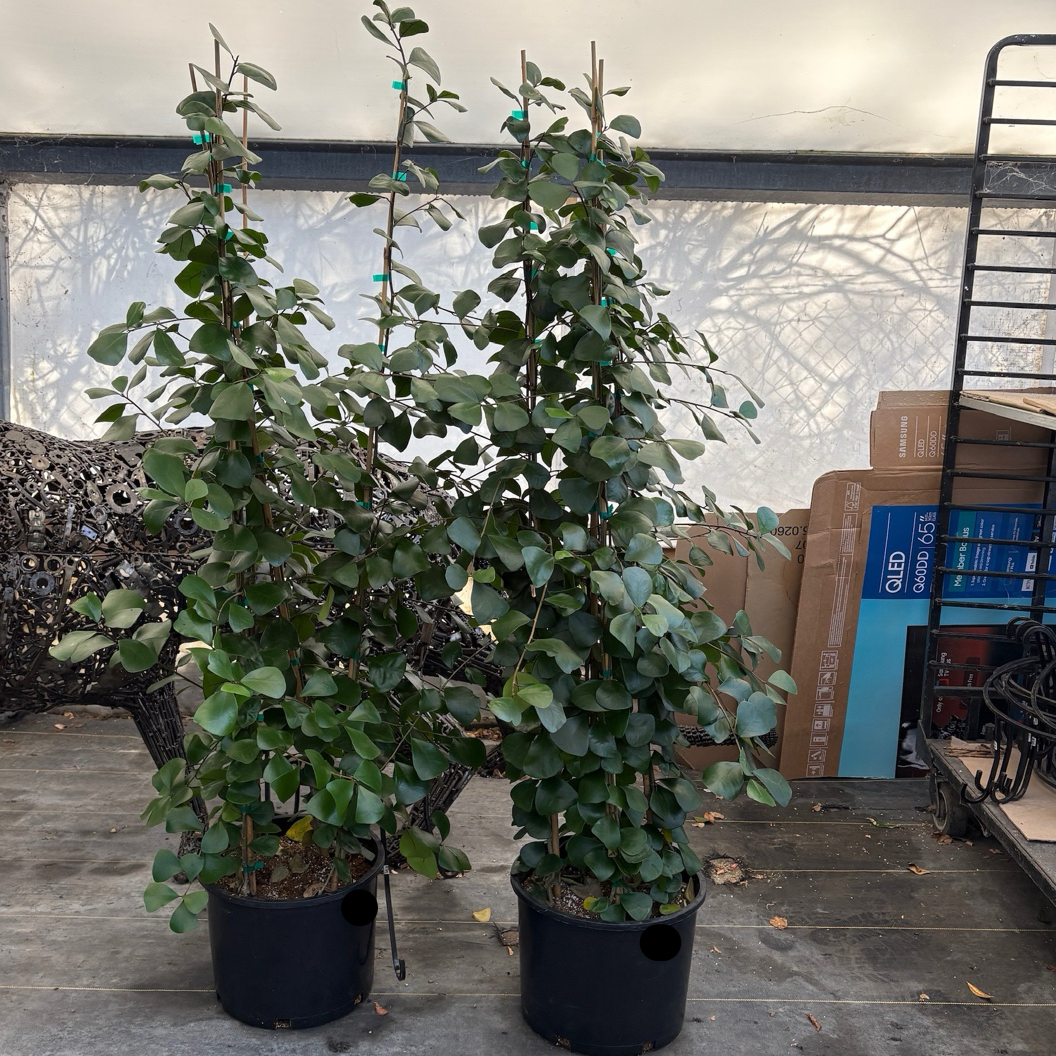 三角榕 Triangle Ficus