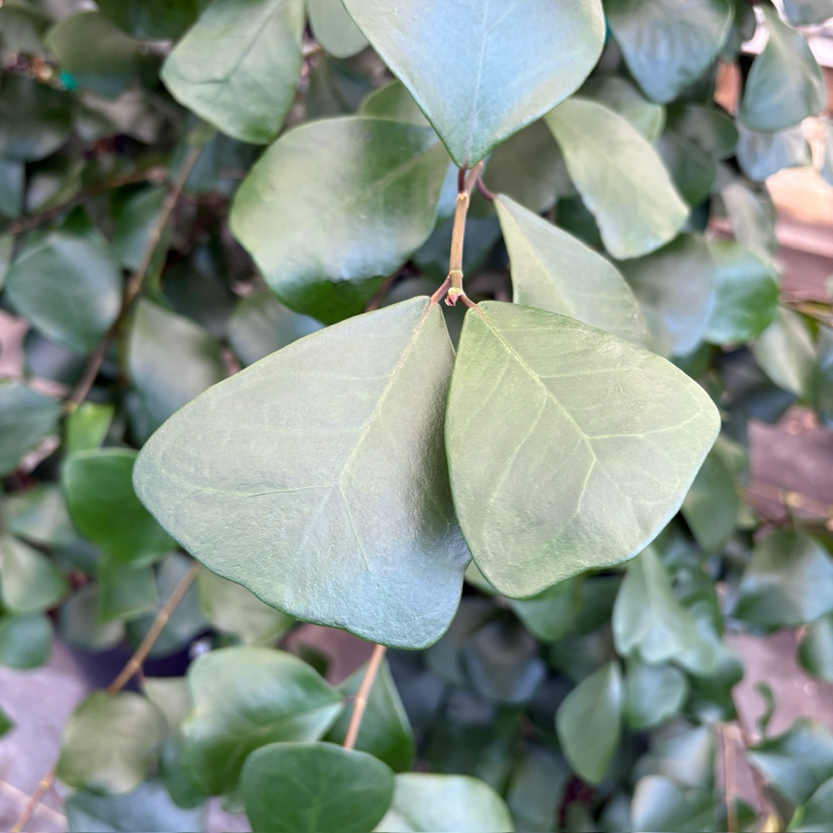 三角榕 Triangle Ficus