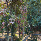 槭树-三角枫 Trident Maple