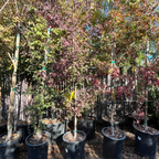 槭树-三角枫 Trident Maple