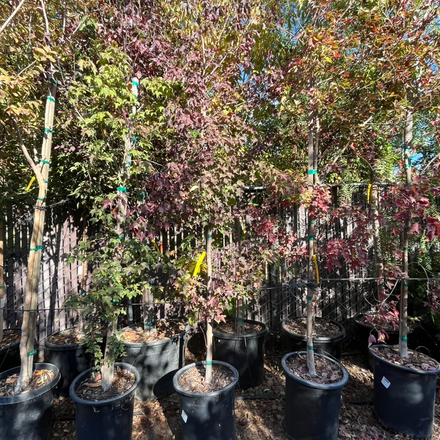 槭树-三角枫 Trident Maple