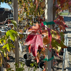 槭树-三角枫 Trident Maple