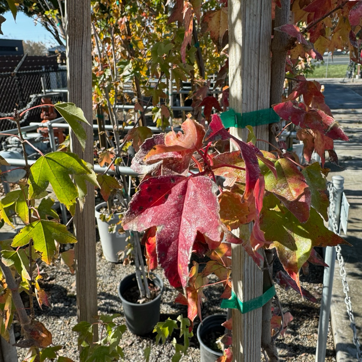 槭树-三角枫 Trident Maple